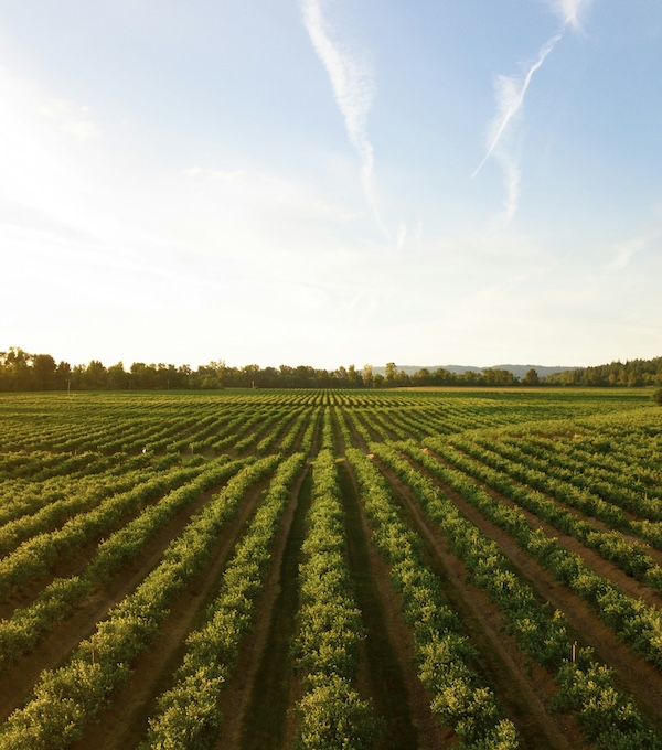 Cultivated farmland under an open sky